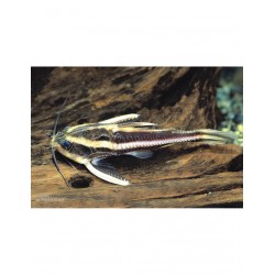 Platydoras Costatus Pez Garo Rafaelo