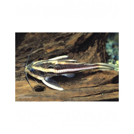 Platydoras Costatus Pez Garo Rafaelo