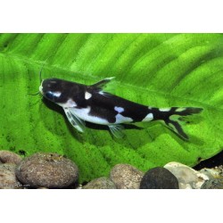 Tatia musaica Pangasius orca