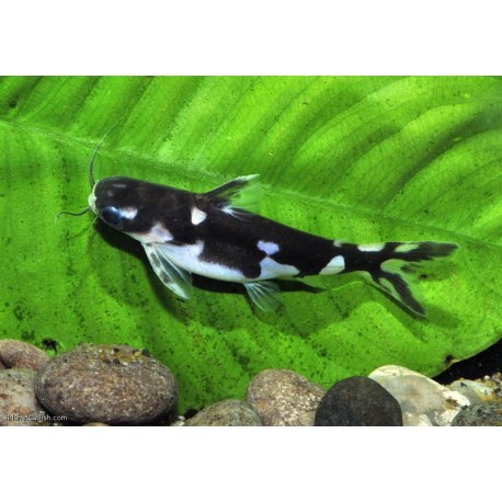 Tatia musaica Pangasius orca