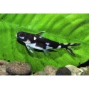 Tatia musaica Pangasius orca