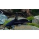 Bagrichthys macracanthus