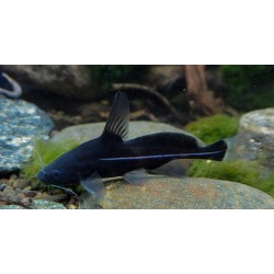 Bagrichthys macracanthus