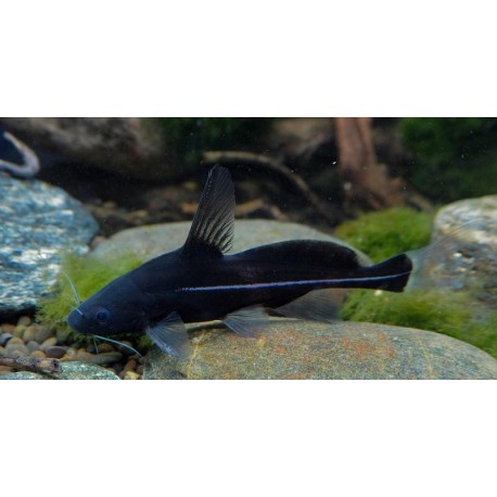 Bagrichthys macracanthus