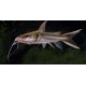 Clarotes laticeps