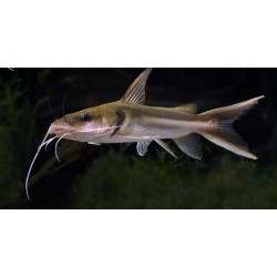 Clarotes laticeps