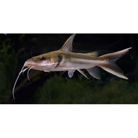 Clarotes laticeps