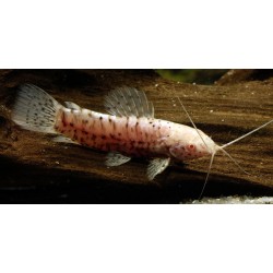Megalechis Thoracata Albino