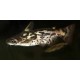 Trachelyopterus fisheri