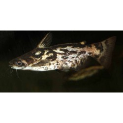 Trachelyopterus fisheri