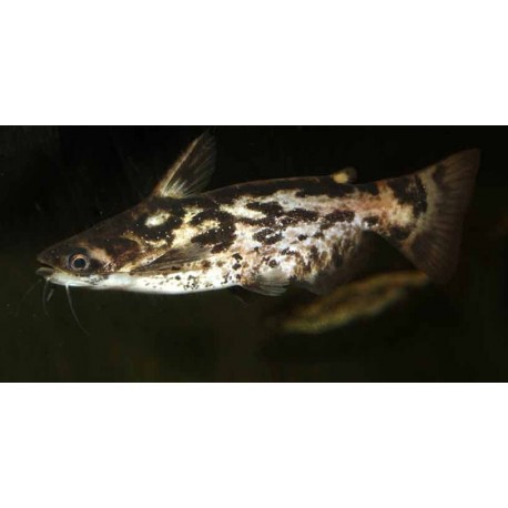 Trachelyopterus fisheri