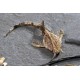 Bunocephalus Coracoideus Pez Banjo
