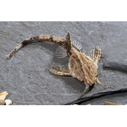 Bunocephalus Coracoideus Pez Banjo
