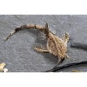 Bunocephalus Coracoideus Pez Banjo