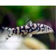 Botia Lohachata