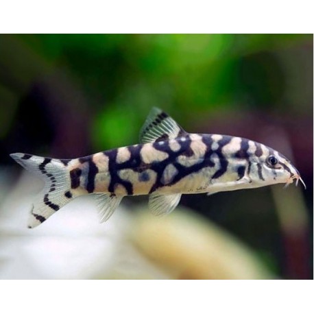 Botia Lohachata