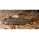 Acanthocobitis Botia