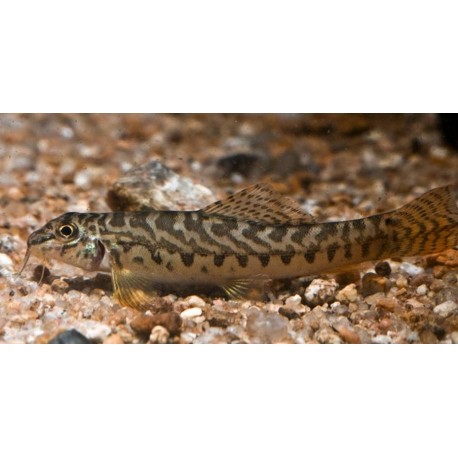 Acanthocobitis Botia