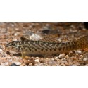 Acanthocobitis Botia