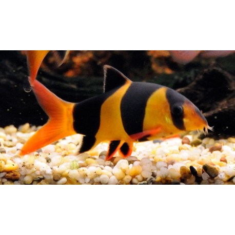 Chromobotia macracanthus. Botia Payaso