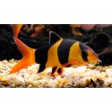 Chromobotia macracanthus. Botia Payaso