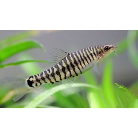 Yunnanilus Cruciatus. Locha enana vietnamita