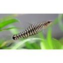 Yunnanilus Cruciatus. Locha enana vietnamita
