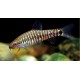 Yunnanilus pulcherrimus. locha china