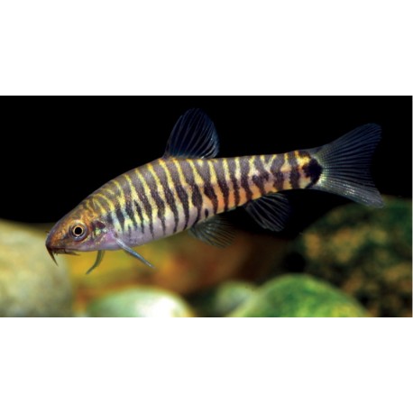 Yunnanilus pulcherrimus. locha china