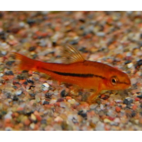 Tuberschistura Arakanensis. Botia Rosy