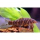 Botia Striata. Botia cebra