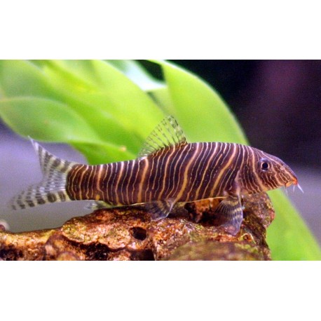 Botia Striata. Botia cebra