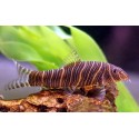 Botia Striata. Botia cebra