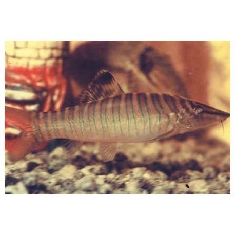 Syncrossus helodes. Botia Tigre