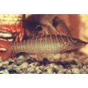 Syncrossus helodes. Botia Tigre