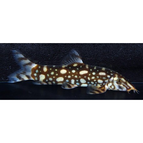 Botia Kubotai. Botia nebulosa