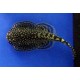 Beaufortia leveretti. Locha mariposa, Pleco de Borneo