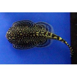 Beaufortia leveretti. Locha mariposa, Pleco de Borneo