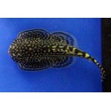 Beaufortia leveretti. Locha mariposa, Pleco de Borneo
