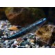 Stiphodon atropurpureus. Gobio azul neón