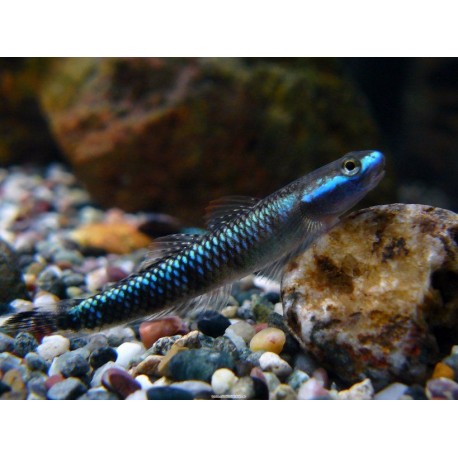 Stiphodon atropurpureus. Gobio azul neón