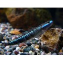 Stiphodon atropurpureus. Gobio azul neón