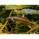 Stiphodon ornatus. Gobio Arcoiris