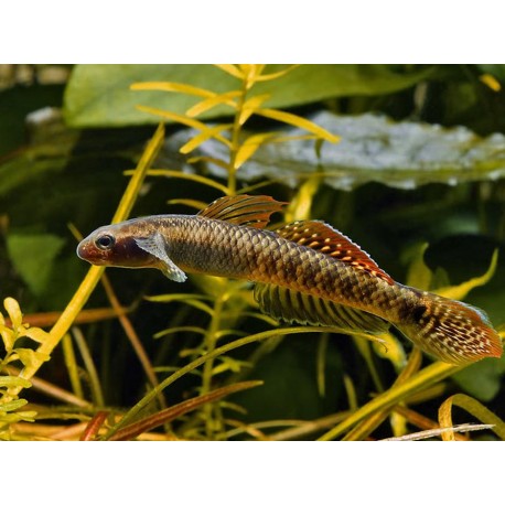 Stiphodon ornatus. Gobio Arcoiris