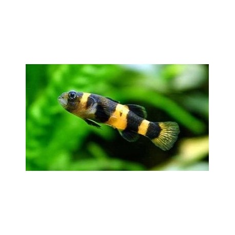 Brachygobius doriae. Gobio Avispa