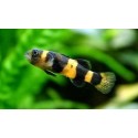 Brachygobius doriae. Gobio Avispa