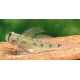 Oligolepis Acutipennis