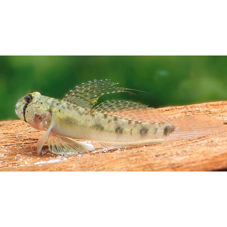 Oligolepis Acutipennis