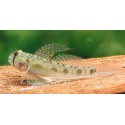 Oligolepis Acutipennis