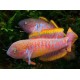 Tateurndina ocellicauda